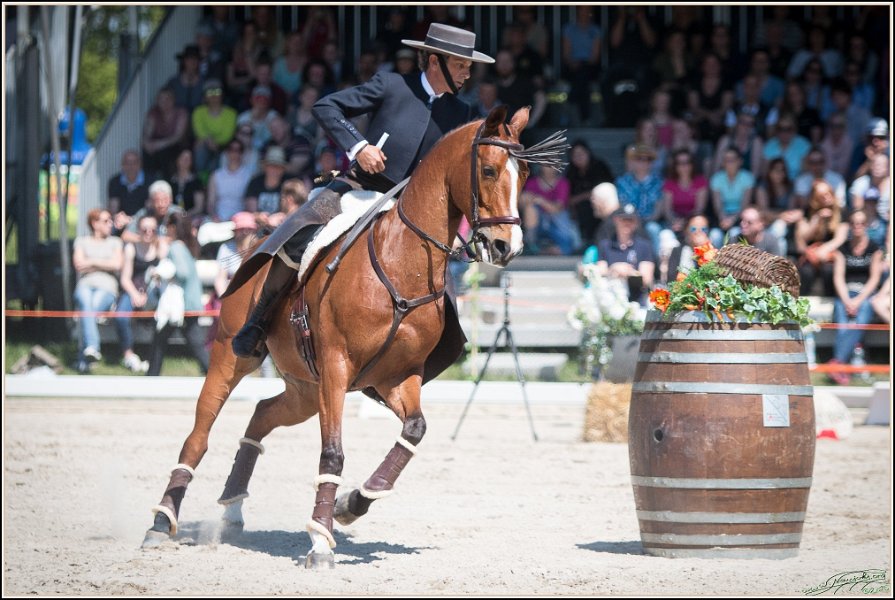 Pferd International 065